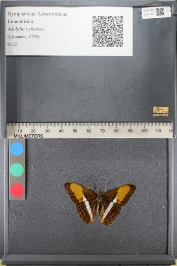 Media type: image;   Entomology 141077